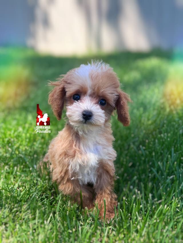TINY Lil "T Cup" Toy Poodle Girl media 9