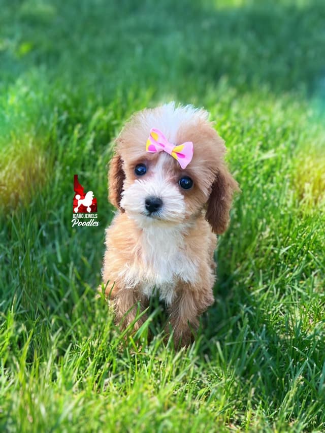 TINY Lil "T Cup" Toy Poodle Girl media 10
