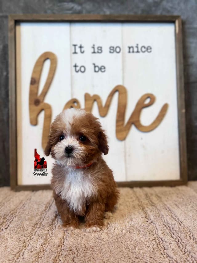 TINY Lil "T Cup" Toy Poodle Girl media 11