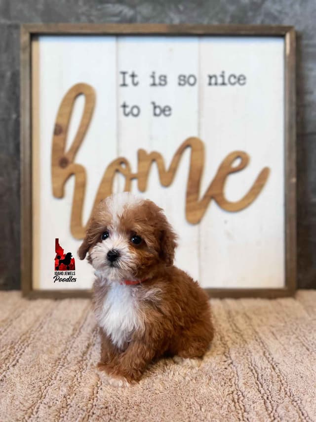TINY Lil "T Cup" Toy Poodle Girl media 12