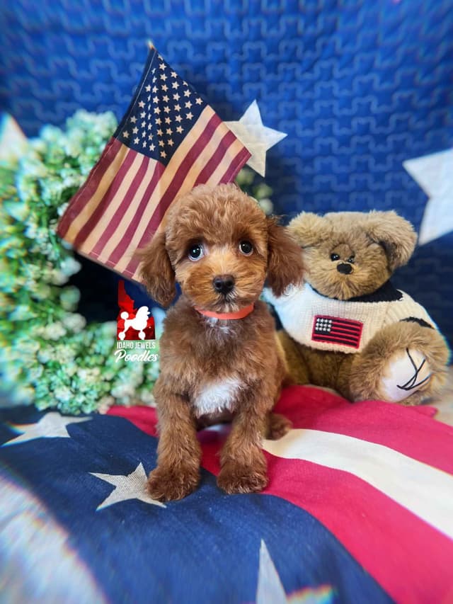 Red Small Mini / Oversized Toy Poodle Boy, Estimating ~8-11  lbs. media 2