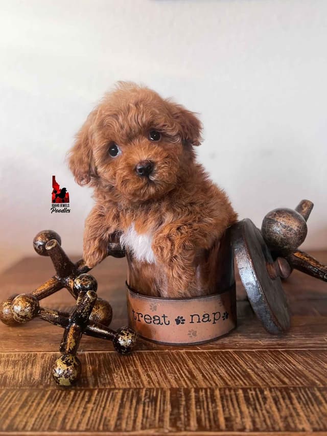 Red Small Mini / Oversized Toy Poodle Boy, Estimating ~8-11  lbs. media 3