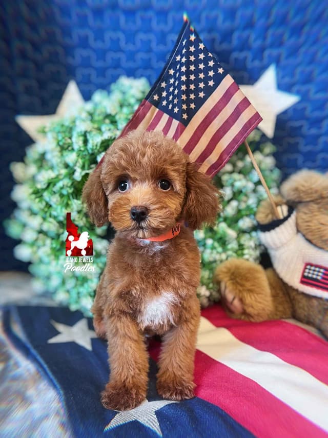 Red Small Mini / Oversized Toy Poodle Boy, Estimating ~8-11  lbs. media 4