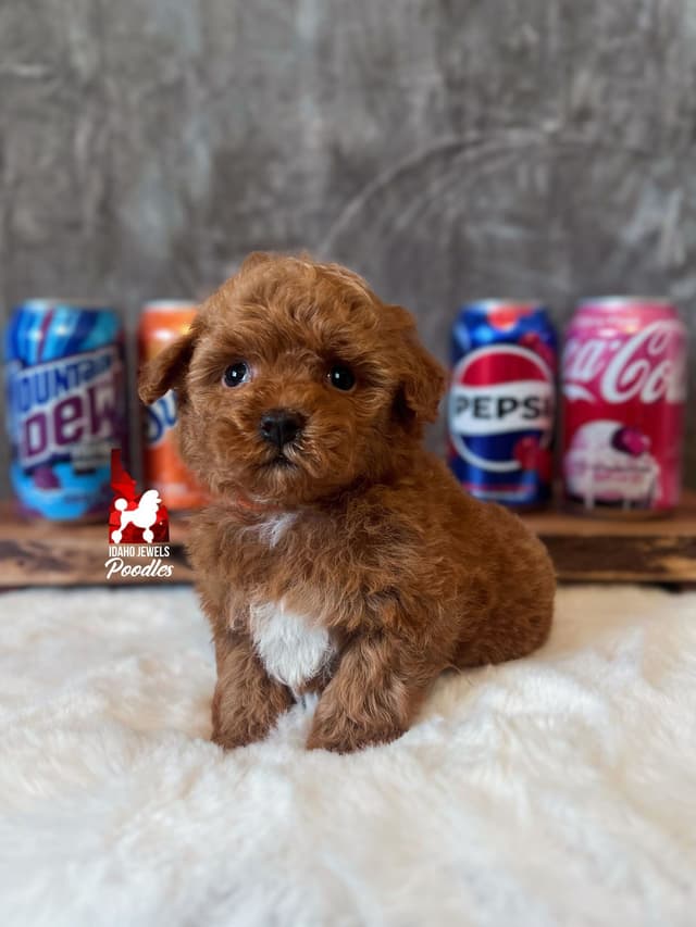 Red Small Mini / Oversized Toy Poodle Boy, Estimating ~8-11  lbs. media 5