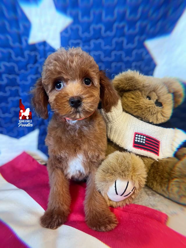 Red Small Mini / Oversized Toy Poodle Boy, Estimating ~8-11  lbs. media 6