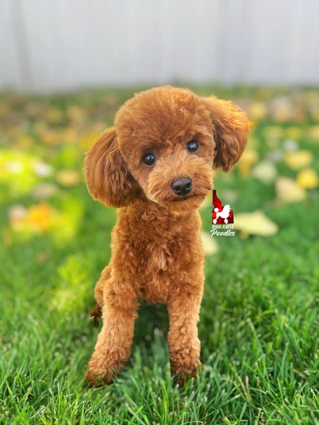 Red Small Mini / Oversized Toy Poodle Boy, Estimating ~8-11  lbs. media 7