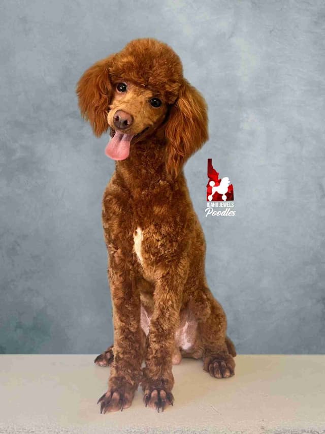 Red Small Mini / Oversized Toy Poodle Boy, Estimating ~8-11  lbs. media 8