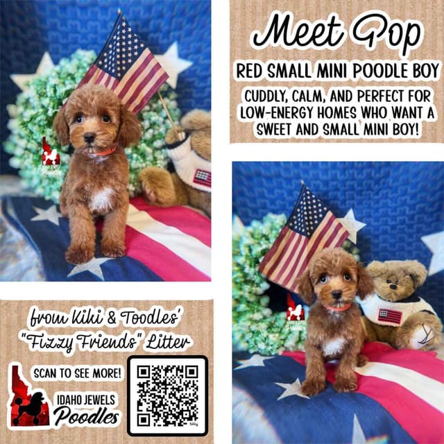 Red Small Mini / Oversized Toy Poodle Boy, Estimating ~8-11  lbs. media 9