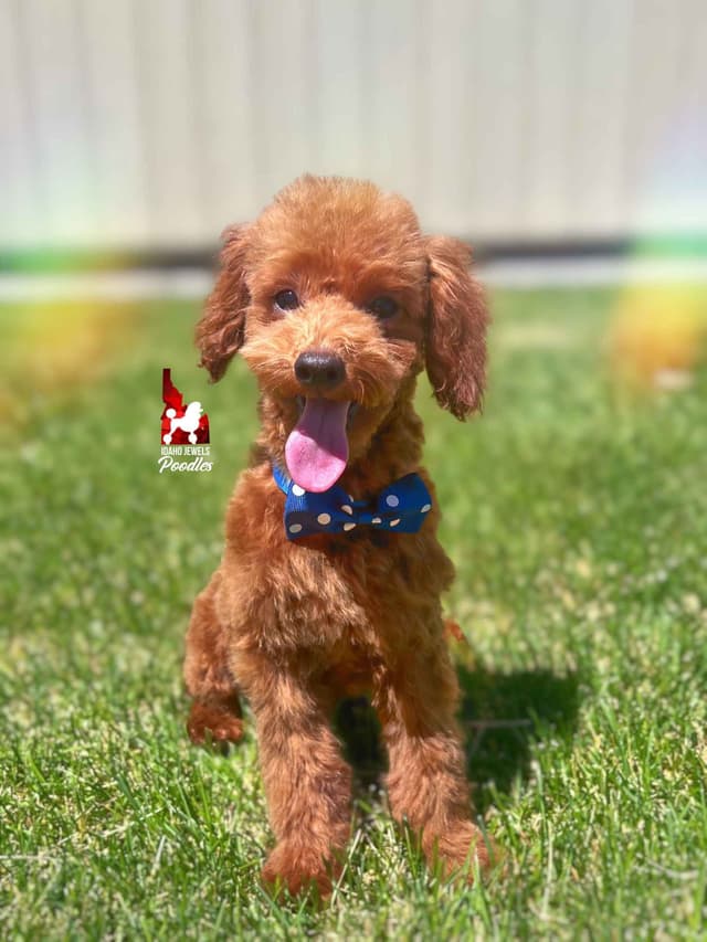 Gorgeous Red Toy Poodle Boy, Available as a Pet!  7-9 lbs media 13