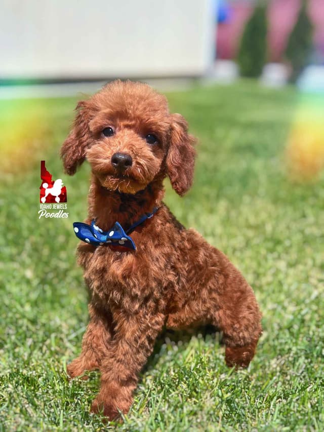 Gorgeous Red Toy Poodle Boy, Available as a Pet!  7-9 lbs media 15