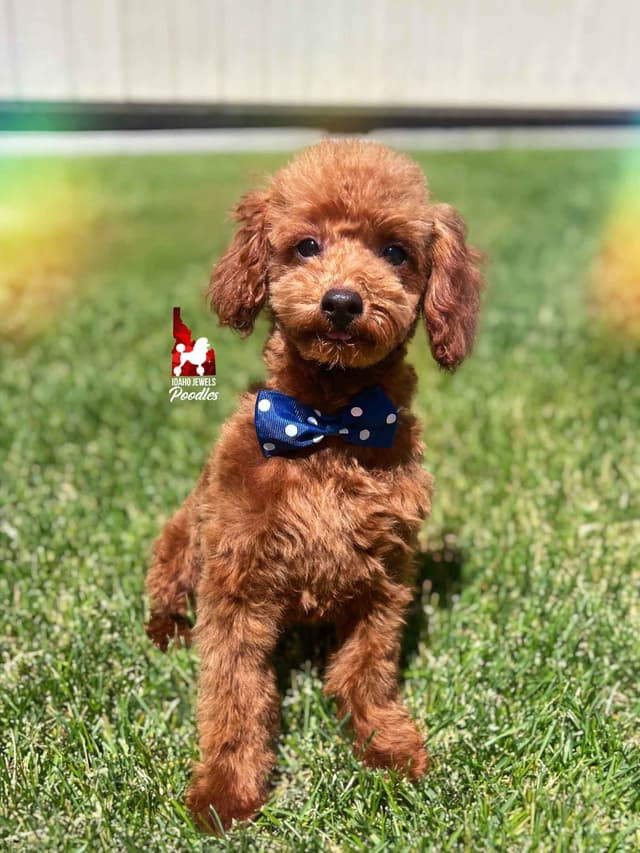 Gorgeous Red Toy Poodle Boy, Available as a Pet!  7-9 lbs media 16