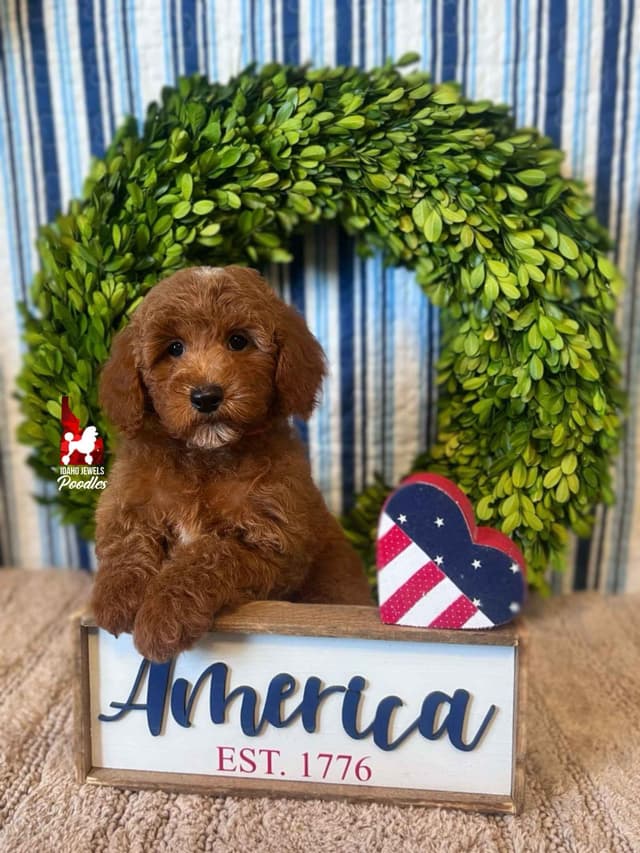 Dark Red Large Mini Poodle Puppies + Breeder Option media 14