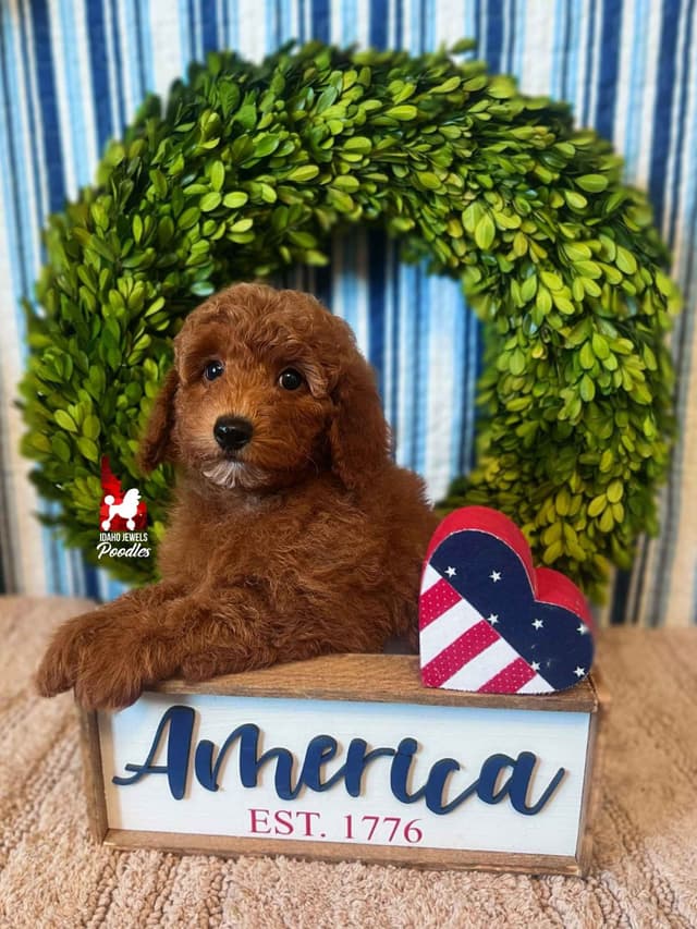 Dark Red Large Mini Poodle Puppies + Breeder Option media 5