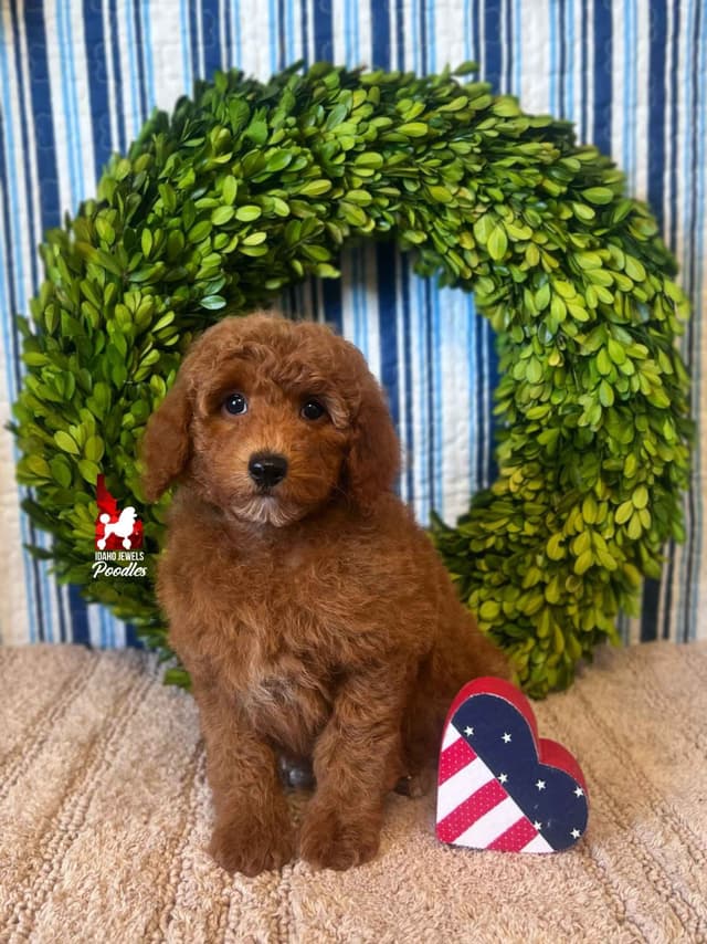 Dark Red Large Mini Poodle Puppies + Breeder Option media 6