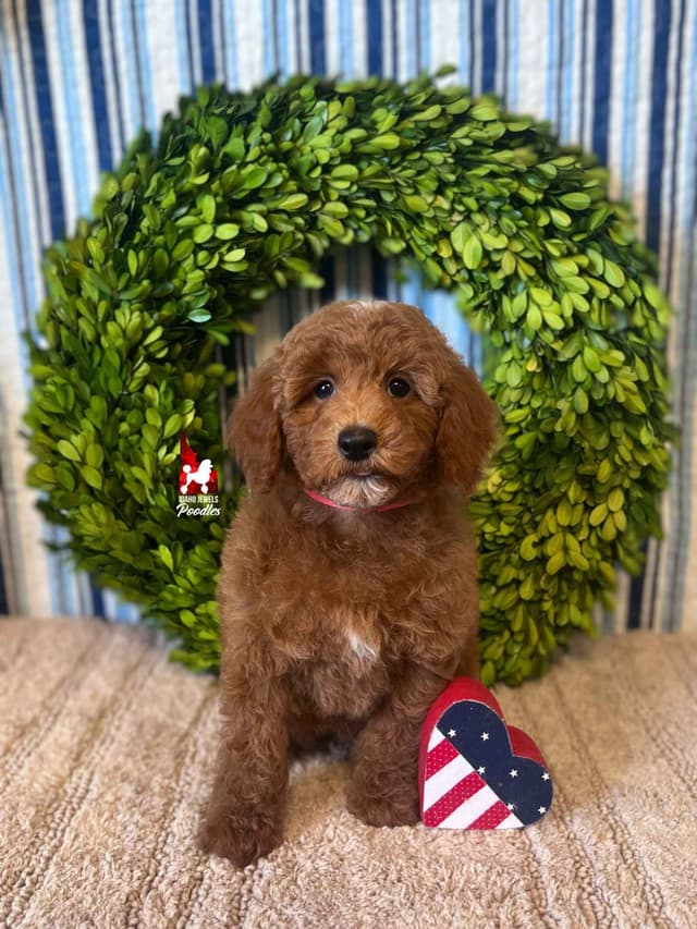 Dark Red Large Mini Poodle Puppies + Breeder Option media 15
