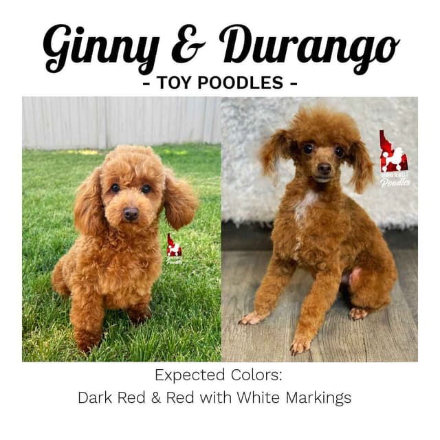 Red Toy Poodles, Est. 7-10  lbs, Ready July 21st media 5