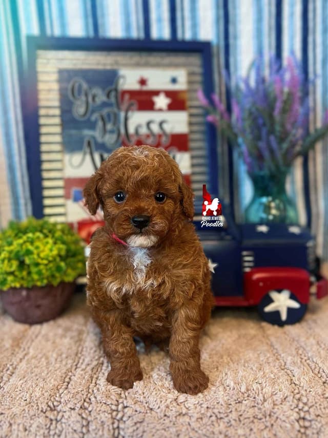 Red Toy Poodles, Est. 7-10  lbs, Ready July 21st media 2