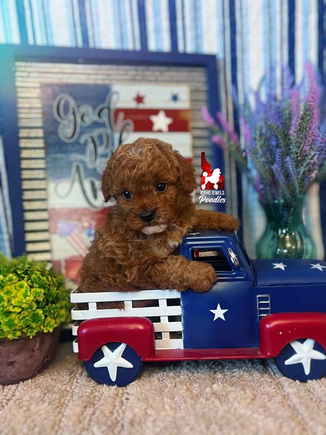 Red Toy Poodles, Est. 7-10  lbs, Ready July 21st media 3