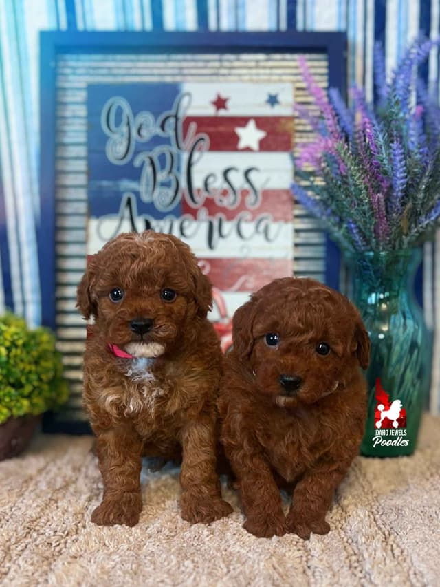 Red Toy Poodles, Est. 7-10  lbs, Ready July 21st media 4