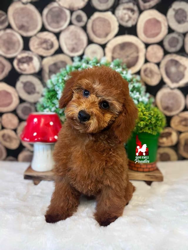 Red Mini Boy (from toy lines), Full AKC/Breeder or Pet Option! media 3