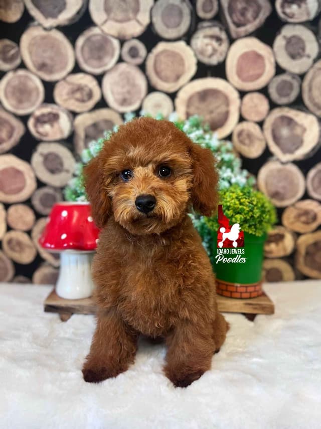 Red Mini Boy (from toy lines), Full AKC/Breeder or Pet Option! media 2
