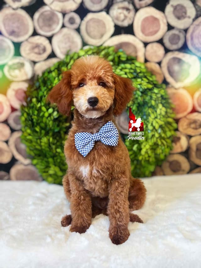 Red Poodle Mini Boy, Super Sweet Temperament, and VERY Eager to Please media 2