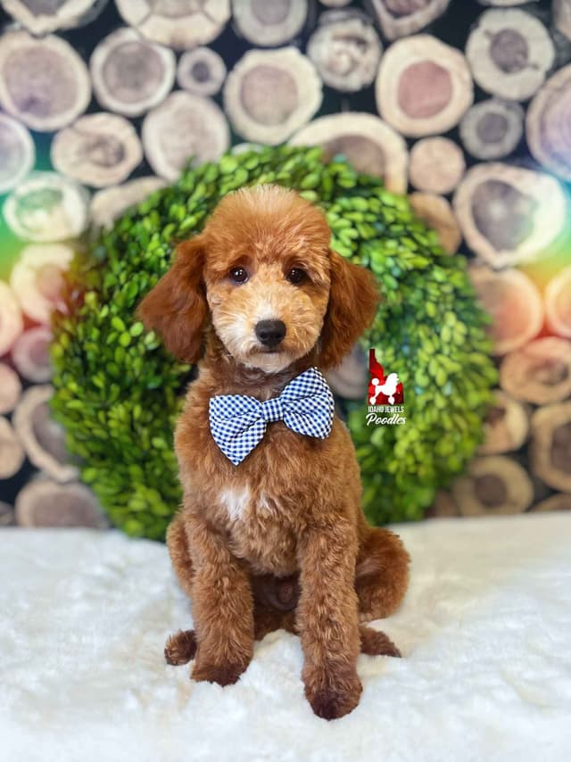 Red Poodle Mini Boy, Super Sweet Temperament, and VERY Eager to Please media 3