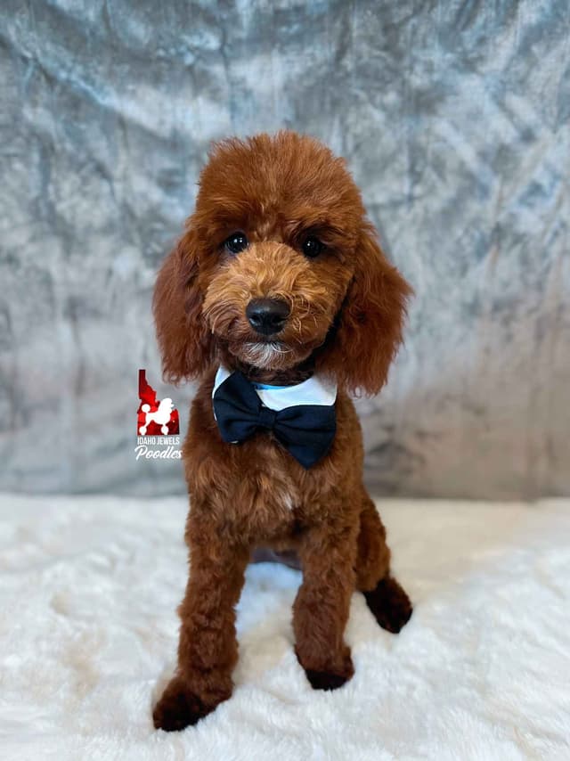 Solid Red Mini Poodle Puppy Boys, Full AKC Option Available media 17