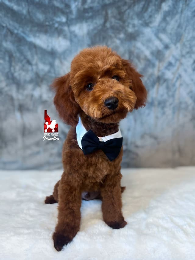 Solid Red Mini Poodle Puppy Boys, Full AKC Option Available media 9