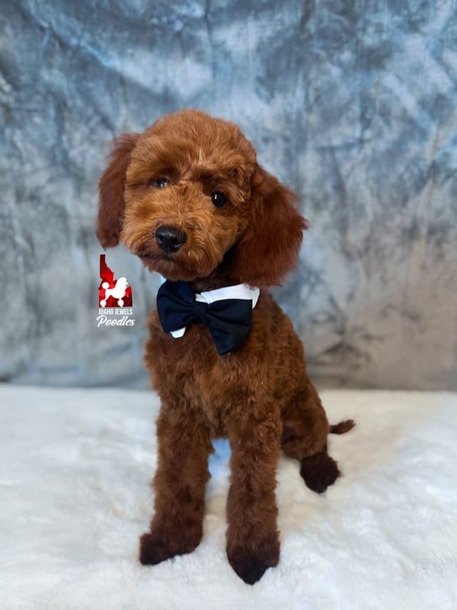 Solid Red Mini Poodle Puppy Boys, Full AKC Option Available media 10