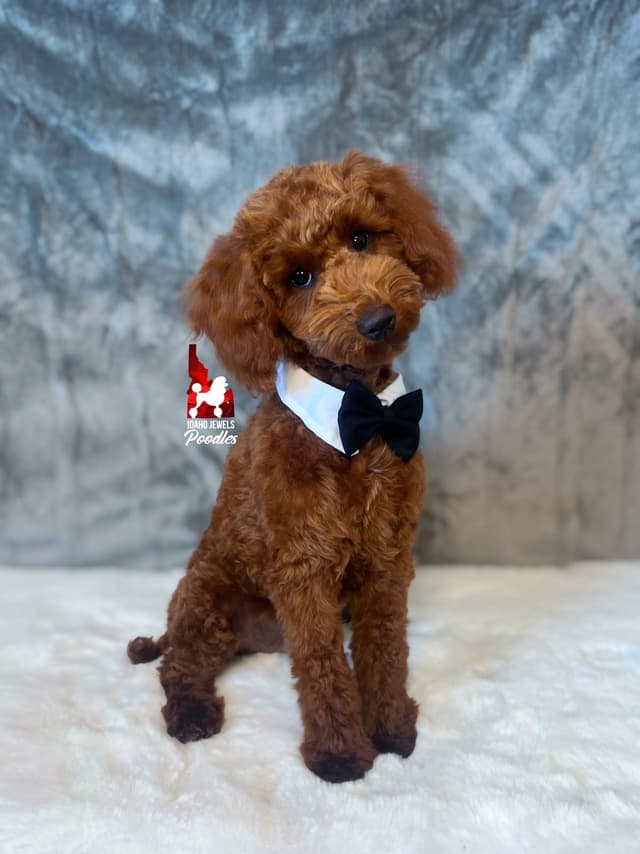 Solid Red Mini Poodle Puppy Boys, Full AKC Option Available media 2