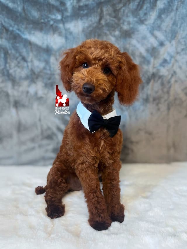 Solid Red Mini Poodle Puppy Boys, Full AKC Option Available media 3