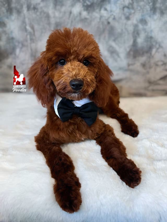 Solid Red Mini Poodle Puppy Boys, Full AKC Option Available media 16