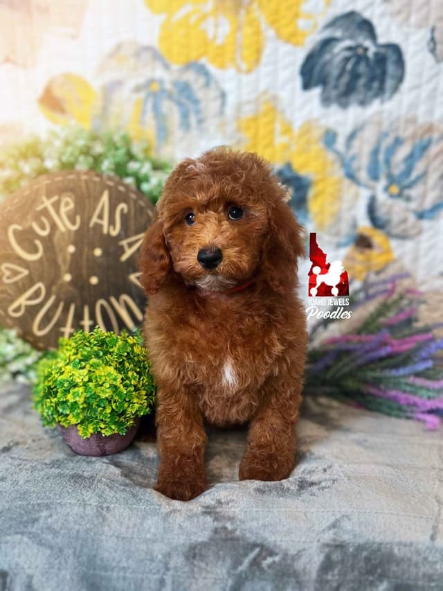 Dark Red Large Mini Poodle Puppies + Breeder Option media 12