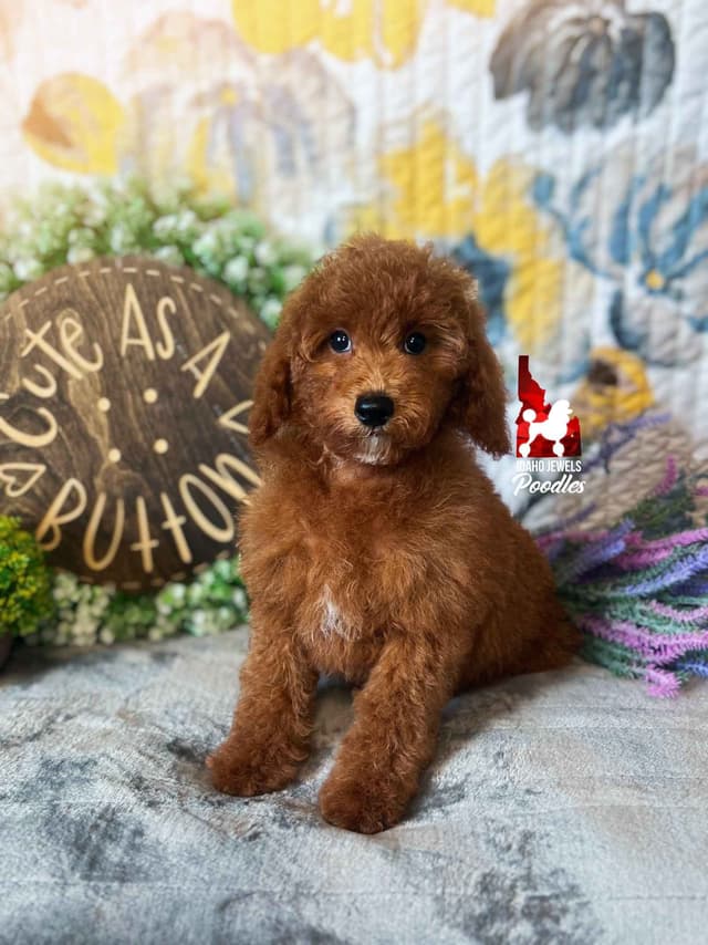 Dark Red Large Mini Poodle Puppies + Breeder Option media 3
