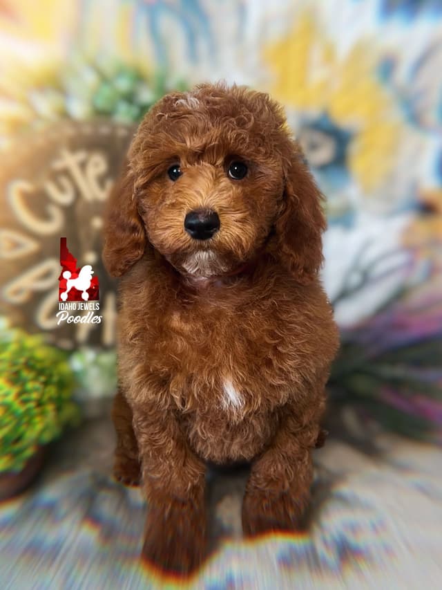 Dark Red Large Mini Poodle Puppies + Breeder Option media 13