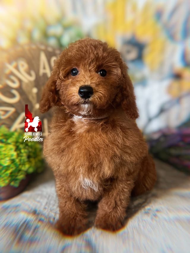 Dark Red Large Mini Poodle Puppies + Breeder Option media 4