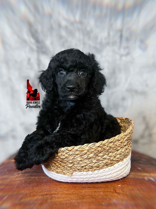 Black w/ White Markings Large Mini / Small Moyen/ Klein Poodle Boy media 2