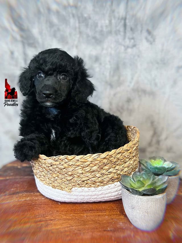 Black w/ White Markings Large Mini / Small Moyen/ Klein Poodle Boy media 4