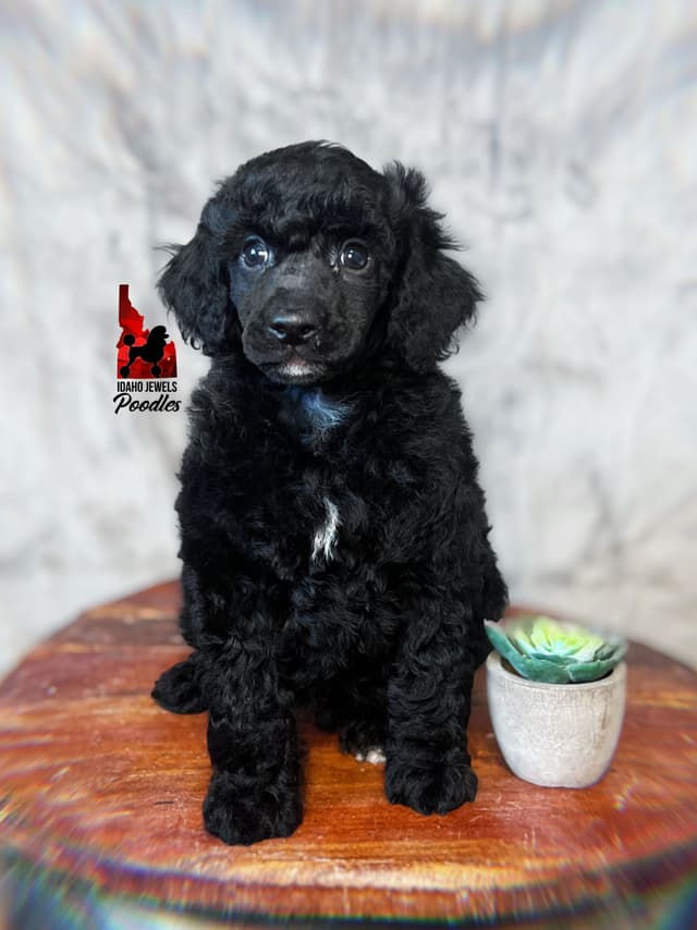 Black w/ White Markings Large Mini / Small Moyen/ Klein Poodle Boy media 3