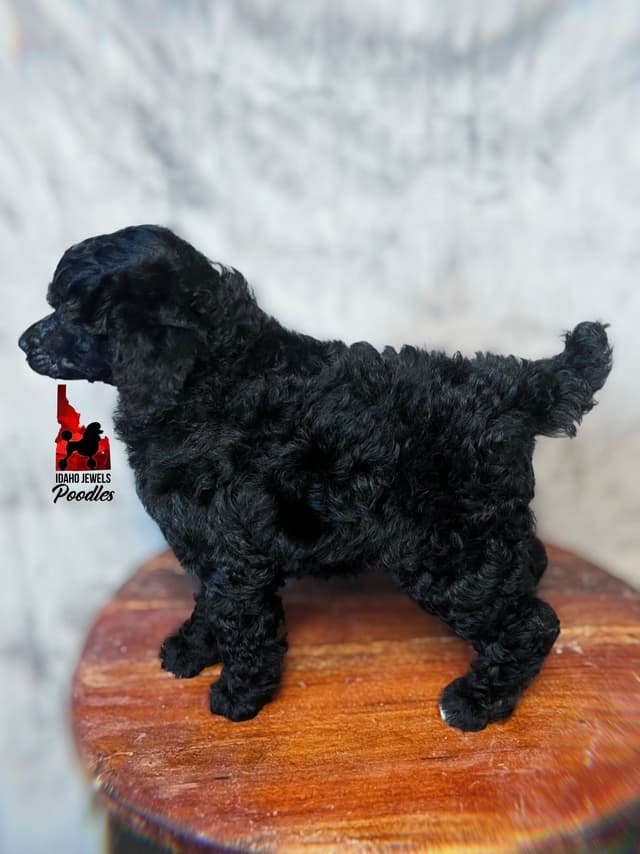Black w/ White Markings Large Mini / Small Moyen/ Klein Poodle Boy media 5