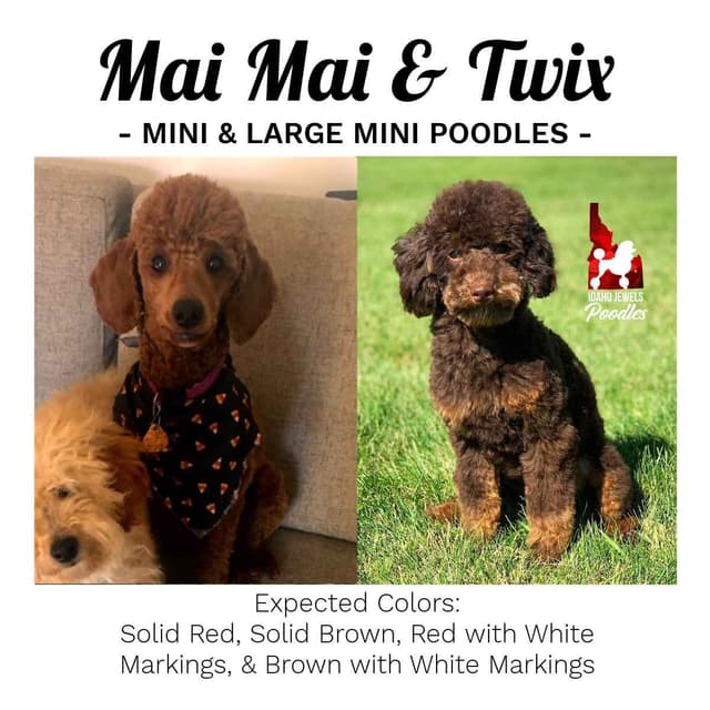 Black w/ White Markings Large Mini / Small Moyen/ Klein Poodle Boy media 6