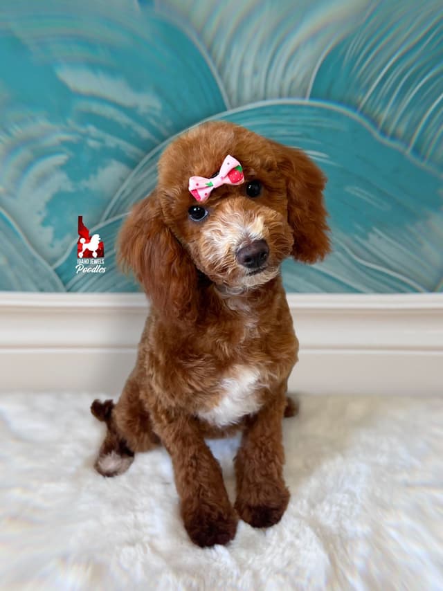 Red w/ White Mini Poodle Puppies media 10