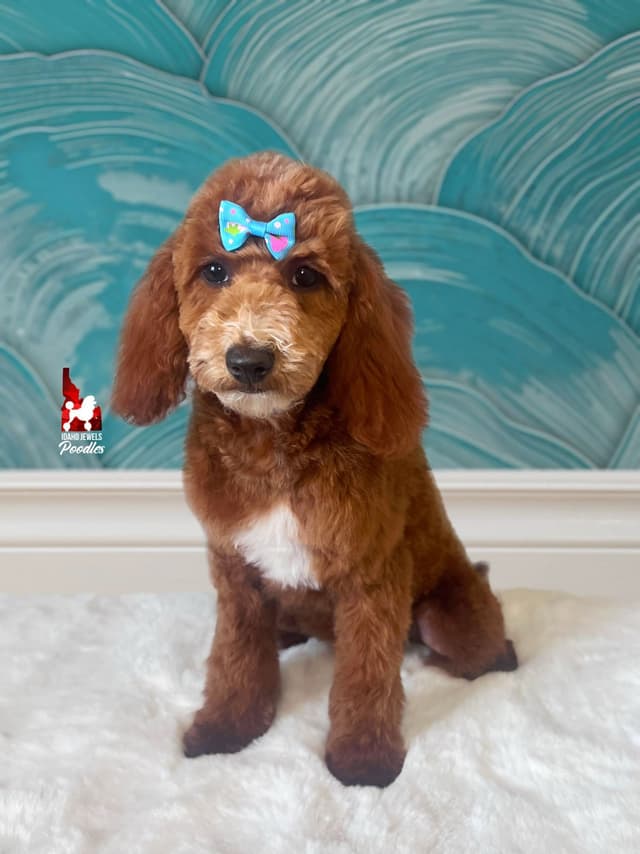 Red w/ White Mini Poodle Puppies media 14