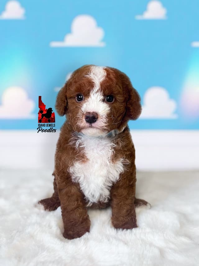 Red w/ White Small Moyen-Sized Poodle Puppies (w/ Breeder Option) media 2
