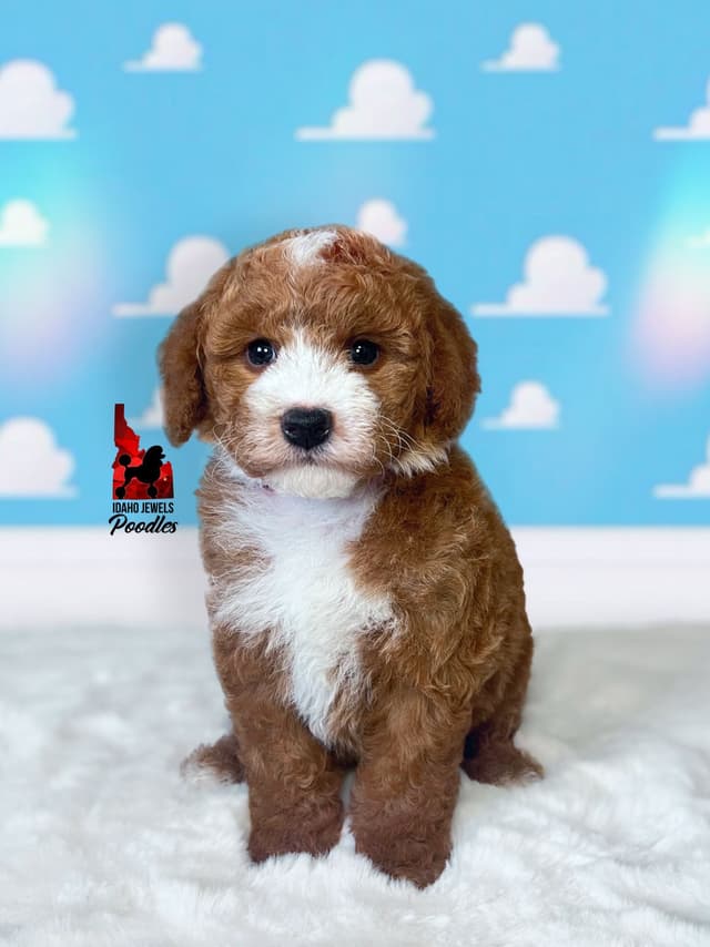 Red w/ White Small Moyen-Sized Poodle Puppies (w/ Breeder Option) media 3