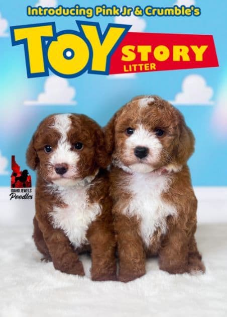 Red w/ White Small Moyen-Sized Poodle Puppies (w/ Breeder Option) media 4