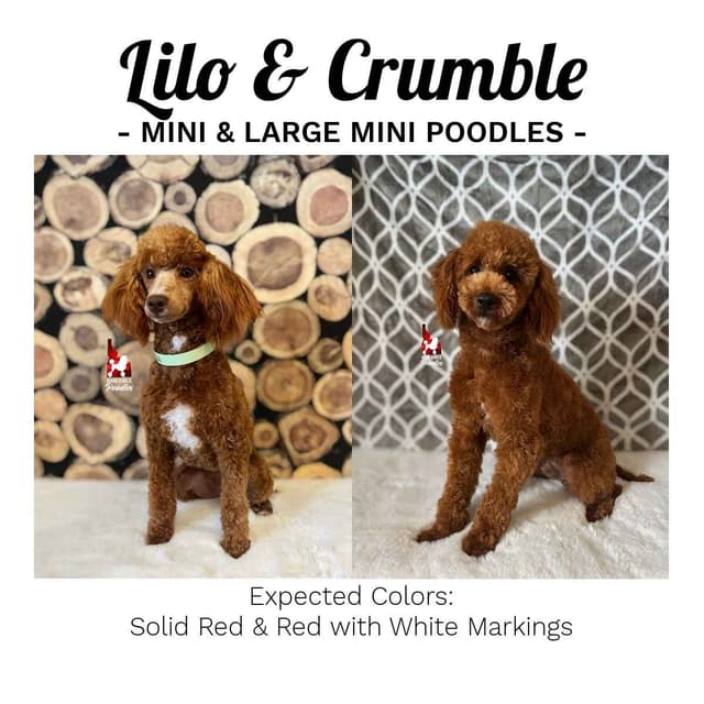 Red/Apricot w/ White Miniature Poodles media 6