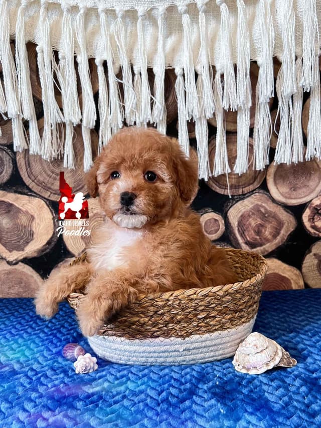Red/Apricot w/ White Miniature Poodles media 4
