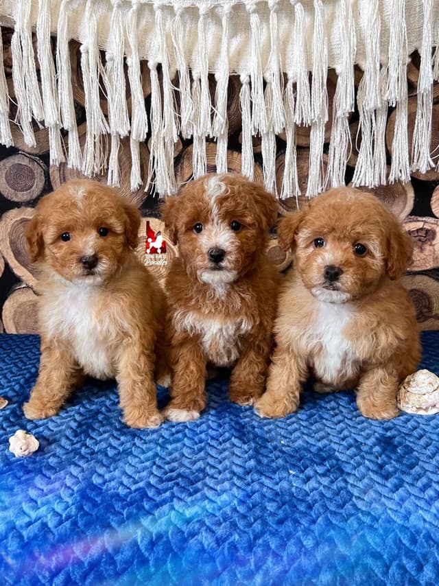 Red/Apricot w/ White Miniature Poodles media 5